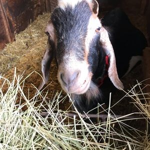 Meet your Posher, Sadie